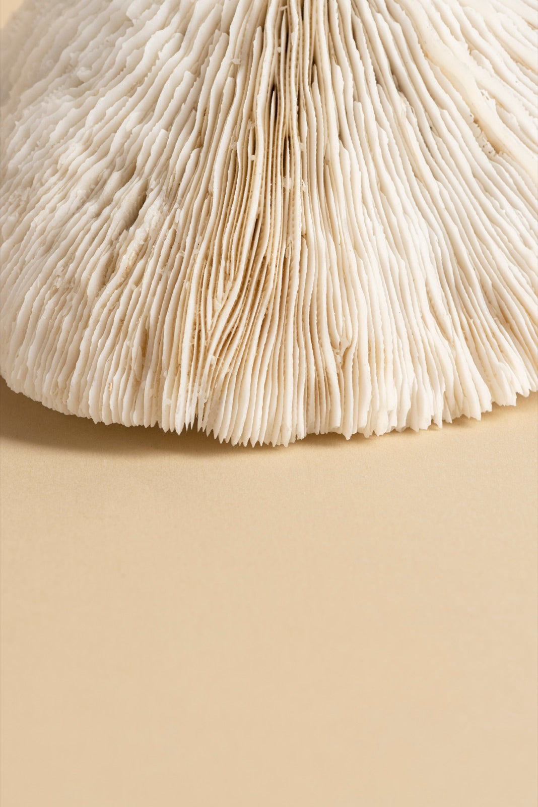 Lion’s Mane